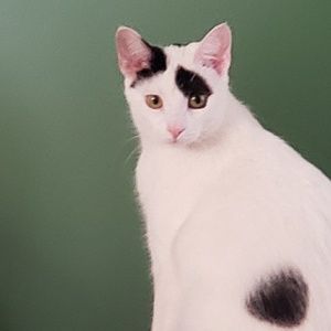 Meet your Posher, Penny